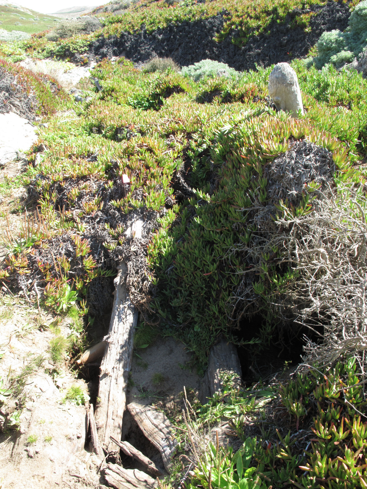 06 Rana draytonii iceplant covered log jam
